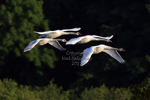 Bird photography by Neil Salisbury